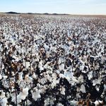 David Wiens - @dave.farm4 - Instagram