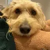 David Wilde - @david.wilde8 - TikTok