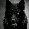 king - @davidwinks2 - TikTok