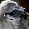 Dávid🐺 - @.davidwolf - TikTok