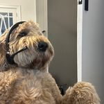 @david.yacoub - Instagram