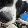 David Yang - @davidya.ng - TikTok