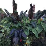 David Yingling - @hawaiiancoffee19 - Instagram