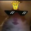 king hamster - @david.you - TikTok