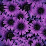 Davina-Lee Thompson - Facebook