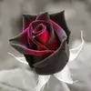 DavinaLily - @davinalily - TikTok