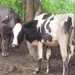 davindar singh - @davindar2433 - Instagram