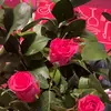 Davisadh - @davisadh - TikTok