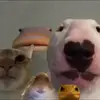 Davis - @davis_freeman - TikTok