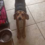 Davis Gray - @mylo_the_dogo - Instagram