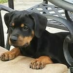 Davis Hahn - @ostararotts - Instagram
