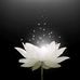 Davis Ho - Facebook