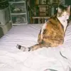 debbiedavismccoy - @debbiedavismccoy - TikTok