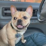 Davon Green - @greenhouse_frenchies - Instagram