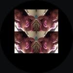 Davonna Young - @solodae_ - Instagram