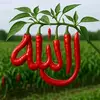 Dawda Cham - @dawdacham688 - TikTok