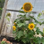 Dawn Adell - @dawnadell68 - Instagram
