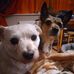 Dawn Ainsworth - Facebook