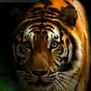 dawnaldridge716 - @dawnaldridge716 - TikTok