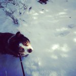 Dawn Amos - @dawnmeadow - Instagram
