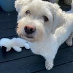 Dawn Andreas - @pebbles_and_pip - Instagram