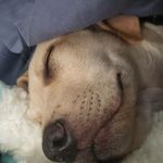 Dawn Giguere-Ashby - @booradley61 - Instagram