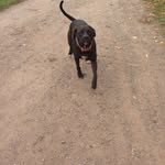 Bolt Dawn Atwell Doggy - @boltdawnatwell - Instagram