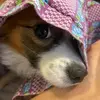 Beau Coco Baby - @dawningaugustus - TikTok