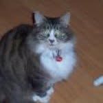 Dawn Barry - @happycatz1 - Instagram