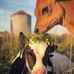 Dawn Beltz - Facebook