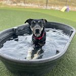 Dawn Blackwell - @rescuedblackwellpups - Instagram