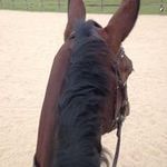 Dawn Blackwell BHS II - @equestrian.care - Instagram