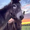 dawnbolinger635 - @dawnbolinger635 - TikTok
