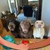 Dawn Bower - Facebook