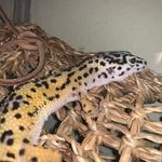 Kiera Dawn Bricker - @geo_the.lizard - Instagram