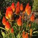 Dawn Browne - Facebook