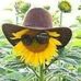 Dawn Burroughs - Facebook