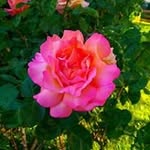 Dawn Byers - @byers61930 - Instagram