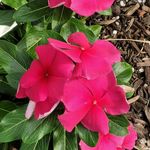 Dawn Cagle-Maffetone - @sophieb2001 - Instagram