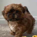 Dawn Cain - @cookiemonsta.shihtzu - Instagram