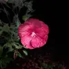 dawncanaday - @dawncanaday - TikTok