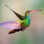 Dawn Cheney Zink - @pearlfrog01 - Instagram