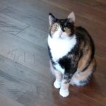 Dawn Claus - @opalcat1971 - Instagram