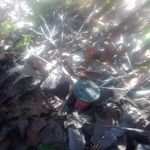 Dawn Cochran Hunt - @walkingsticktree2022 - Instagram