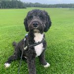 Dawn Coe - @ted_adventures_cockapoo - Instagram