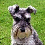 Dawn Conner - @schnauzers_etc - Instagram