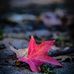 Dawn Cooke - Facebook