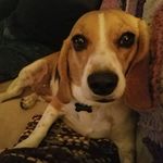 dawn Coon - @otmipurple - Instagram