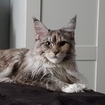 Dawn the Maine Coon - @dawn_the_maine_coon - Instagram