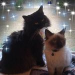 Dawn Lagerwey Coppock - @murphycoppock - Instagram